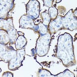 Immunohistochemistry - Anti-Syndecan-1 Antibody (A8893) - Antibodies.com