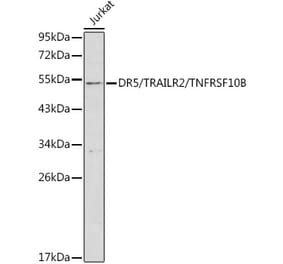 Western Blot - Anti-DR5 Antibody (A8894) - Antibodies.com