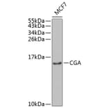 Western Blot - Anti-HCG alpha Antibody (A8895) - Antibodies.com