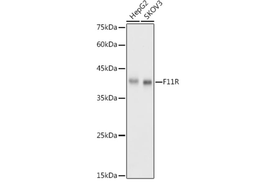 Western Blot - Anti-Junctional Adhesion Molecule 1/JAM-A Antibody (A8896) - Antibodies.com