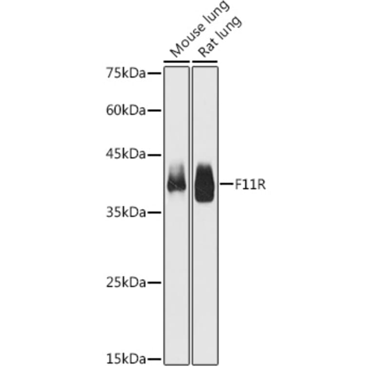 Western Blot - Anti-Junctional Adhesion Molecule 1/JAM-A Antibody (A8896) - Antibodies.com