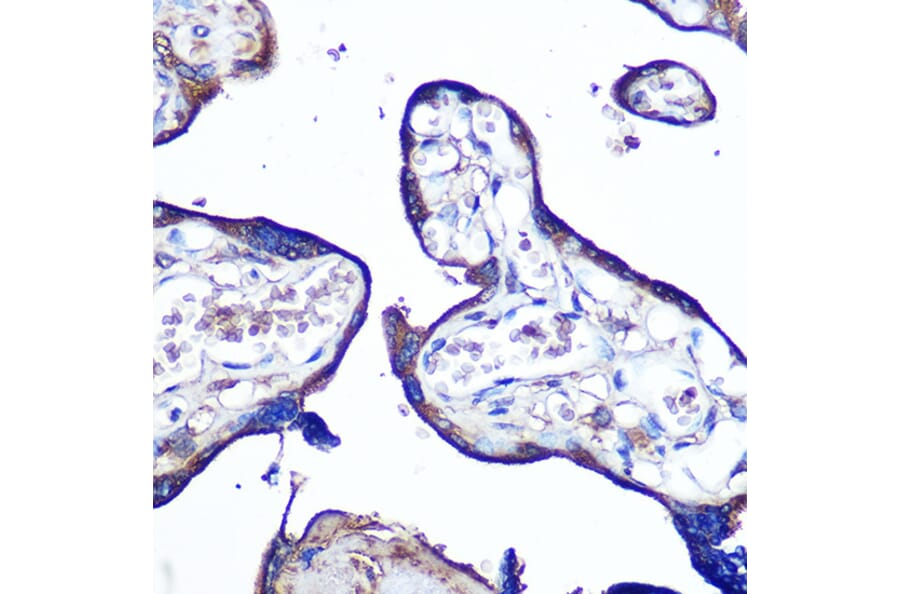 Immunohistochemistry - Anti-Junctional Adhesion Molecule 1/JAM-A Antibody (A8896) - Antibodies.com