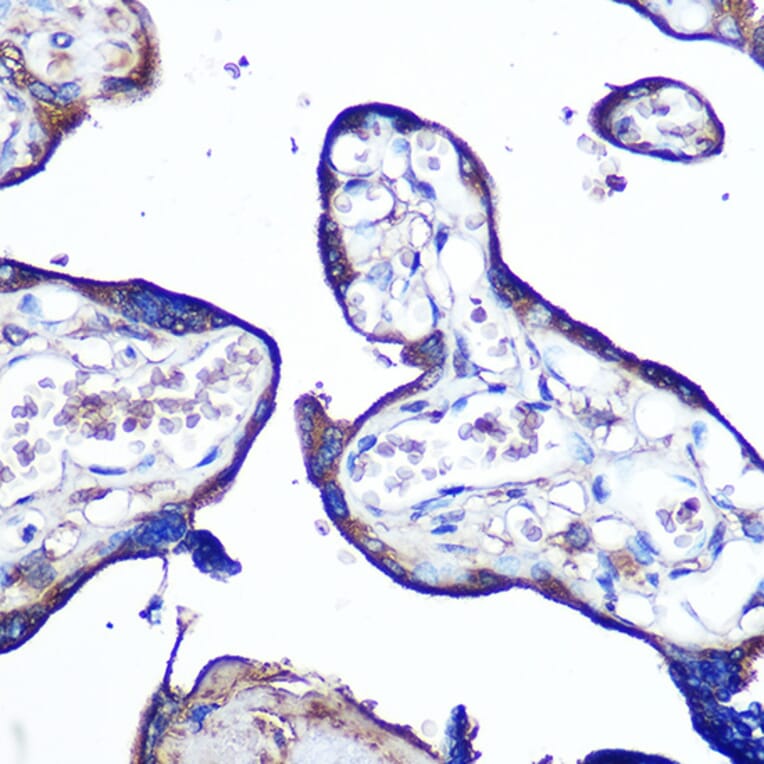 Immunohistochemistry - Anti-Junctional Adhesion Molecule 1/JAM-A Antibody (A8896) - Antibodies.com