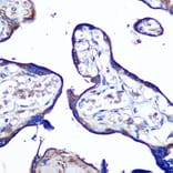 Immunohistochemistry - Anti-Junctional Adhesion Molecule 1/JAM-A Antibody (A8896) - Antibodies.com