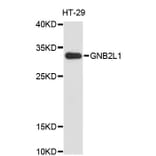 Western Blot - Anti-GNB2L1 Antibody (A1275) - Antibodies.com