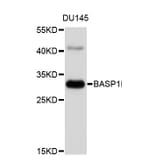 Western Blot - Anti-BASP1 Antibody (A1276) - Antibodies.com