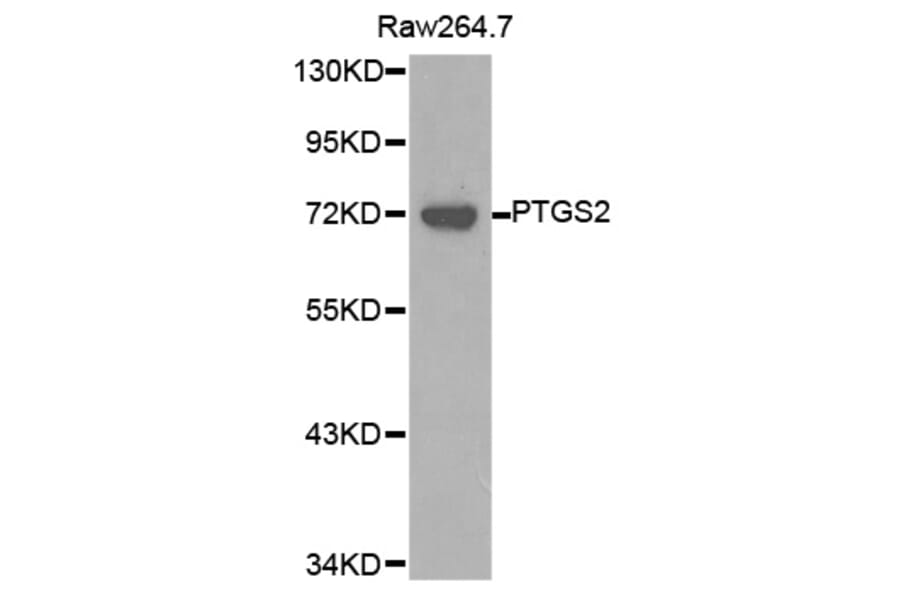 Western Blot - Anti-PTGS2 Antibody (A1281) - Antibodies.com