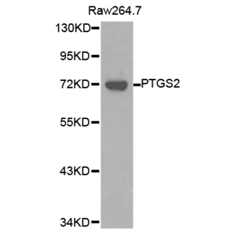 Western Blot - Anti-PTGS2 Antibody (A1281) - Antibodies.com