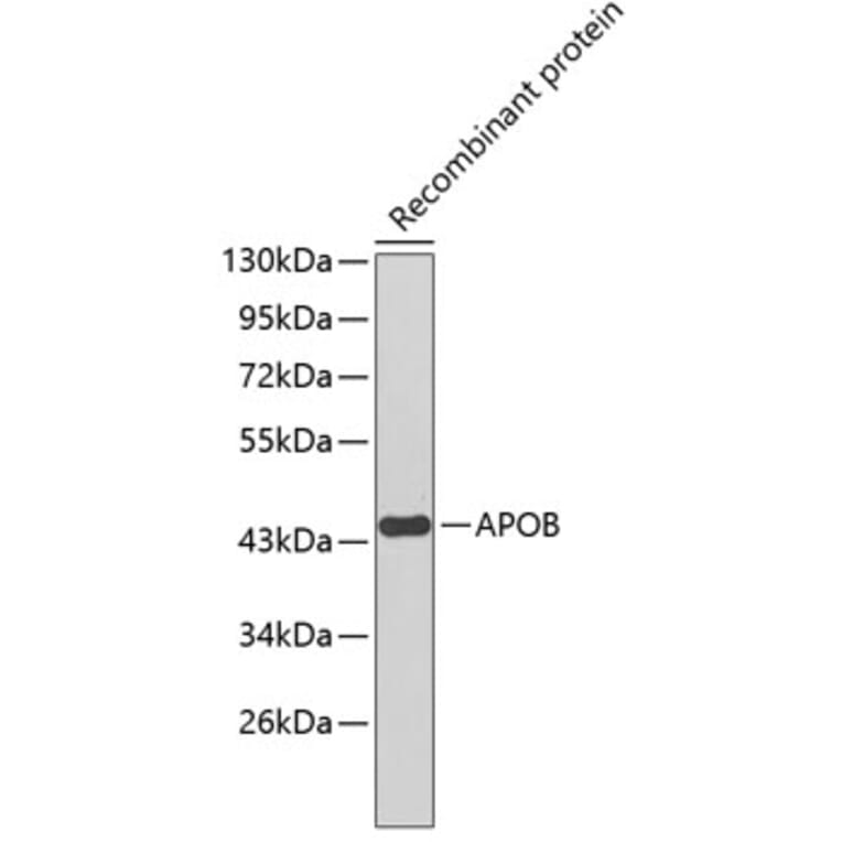 Western Blot - Anti-APOB Antibody (A1329) - Antibodies.com