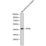 Western Blot - Anti-APOB Antibody (A1329) - Antibodies.com
