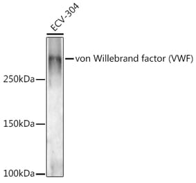 Western Blot - Anti-Von Willebrand Factor Antibody (A8909) - Antibodies.com