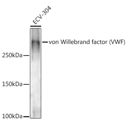 Western Blot - Anti-Von Willebrand Factor Antibody (A8909) - Antibodies.com