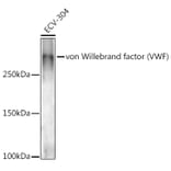 Western Blot - Anti-Von Willebrand Factor Antibody (A8909) - Antibodies.com