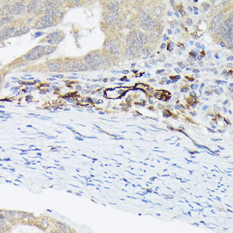 Immunohistochemistry - Anti-Von Willebrand Factor Antibody (A8909) - Antibodies.com