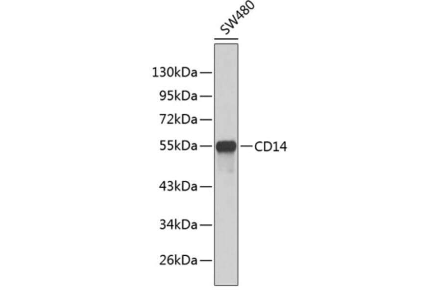 Western Blot - Anti-CD14 Antibody (A1347) - Antibodies.com