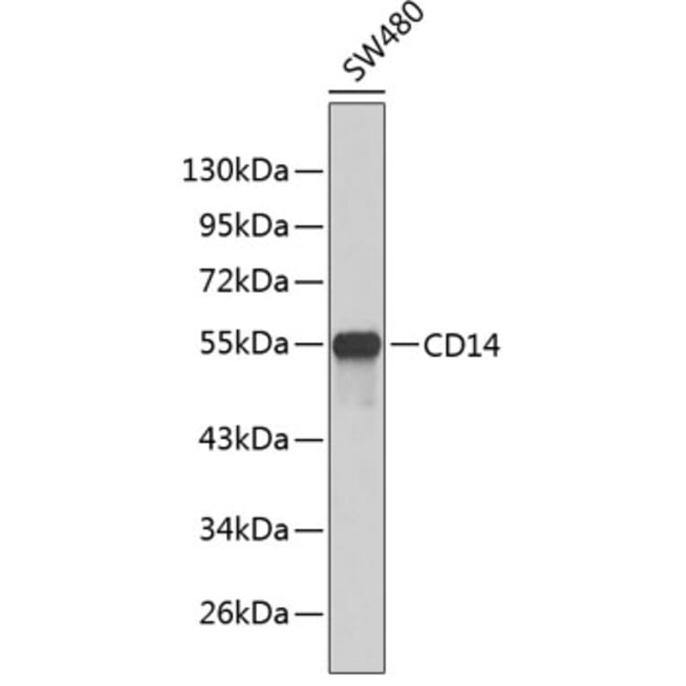 Western Blot - Anti-CD14 Antibody (A1347) - Antibodies.com