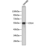 Western Blot - Anti-CD14 Antibody (A1347) - Antibodies.com