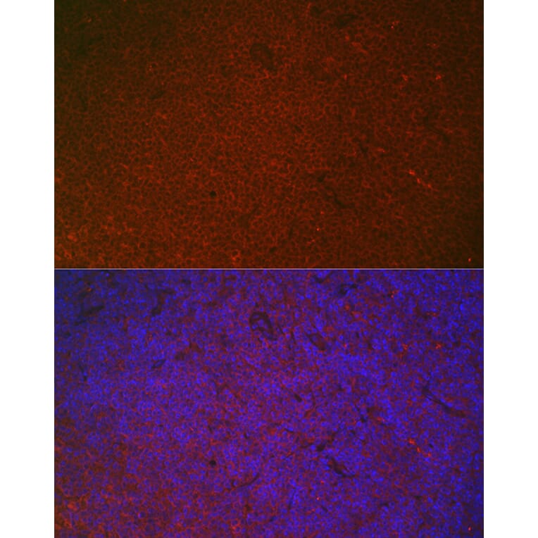 Immunofluorescence - Anti-CD32 Antibody (A8919) - Antibodies.com
