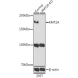 Western Blot - Anti-MLL Antibody (A8925) - Antibodies.com