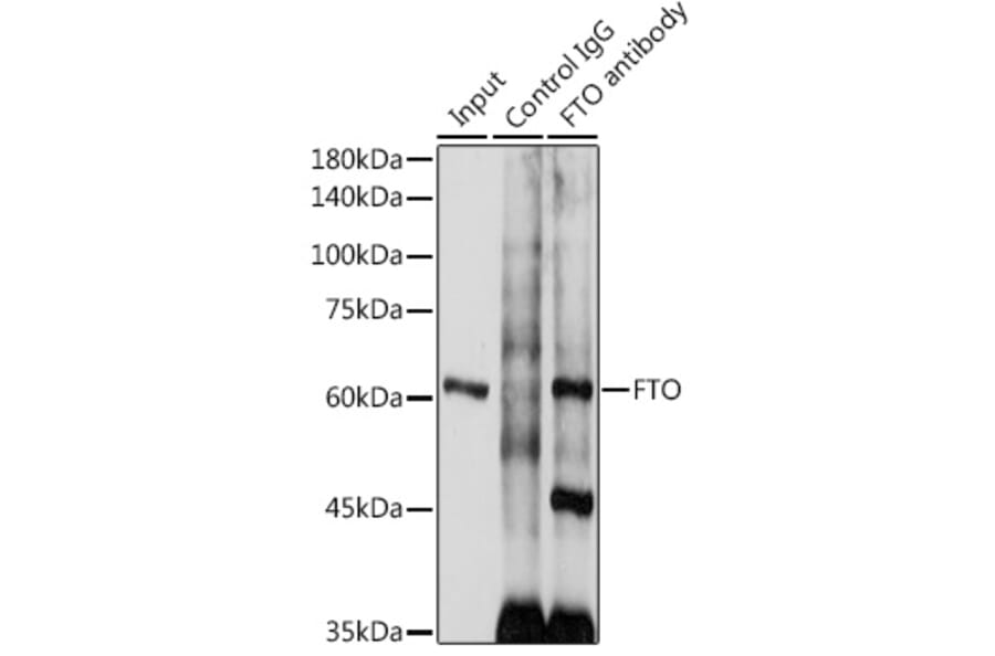 Western Blot - Anti-FTO Antibody (A8927) - Antibodies.com