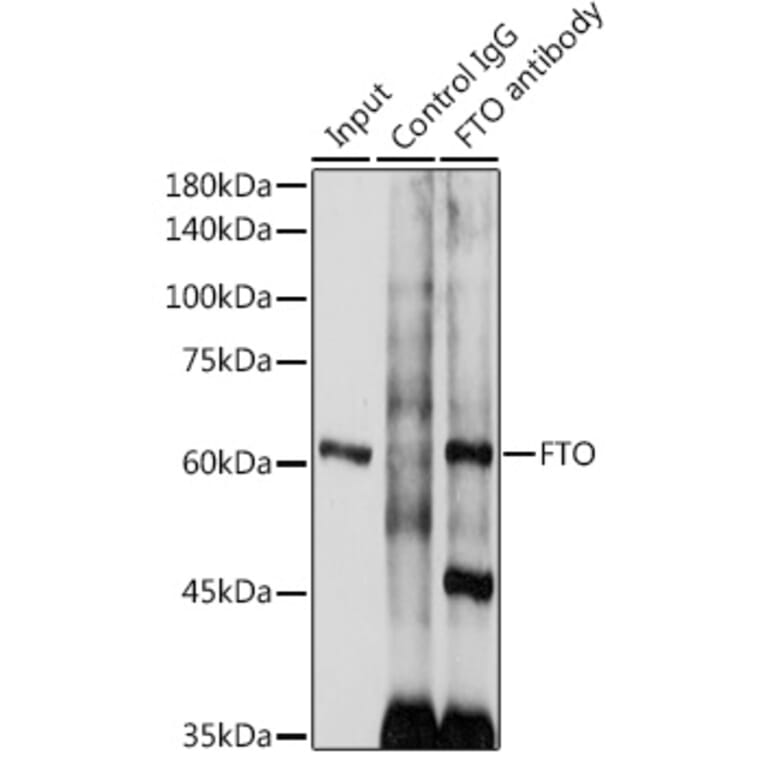 Western Blot - Anti-FTO Antibody (A8927) - Antibodies.com