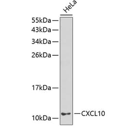 Western Blot - Anti-IP10 Antibody (A8930) - Antibodies.com
