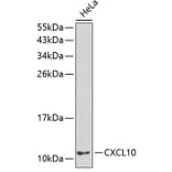 Western Blot - Anti-IP10 Antibody (A8930) - Antibodies.com