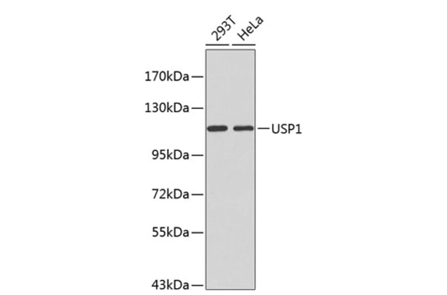 Western Blot - Anti-USP1 Antibody (A1473) - Antibodies.com