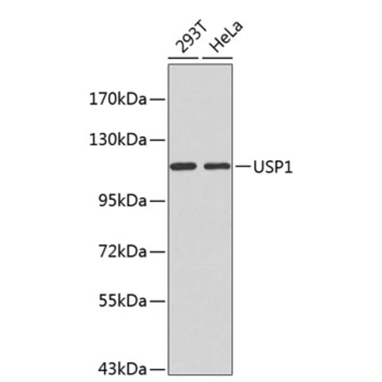 Western Blot - Anti-USP1 Antibody (A1473) - Antibodies.com