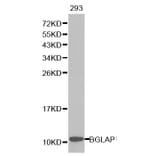 Western Blot - Anti-BGLAP Antibody (A1530) - Antibodies.com