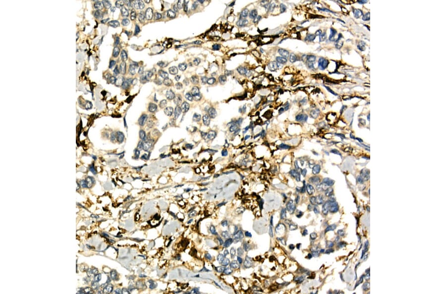 Immunohistochemistry - Anti-LTA Antibody (A8938) - Antibodies.com