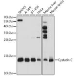 Western Blot - Anti-Cystatin C Antibody (A8940) - Antibodies.com
