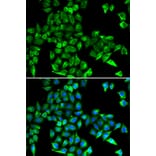 Immunofluorescence - Anti-Cystatin C Antibody (A8940) - Antibodies.com