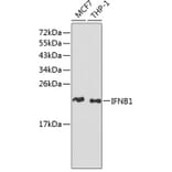 Western Blot - Anti-IFNB1 Antibody (A1575) - Antibodies.com