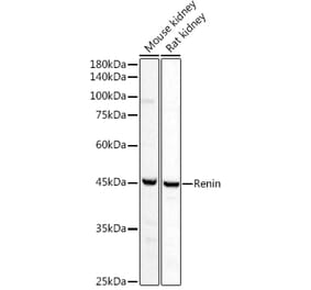 Western Blot - Anti-Renin Antibody (A8943) - Antibodies.com