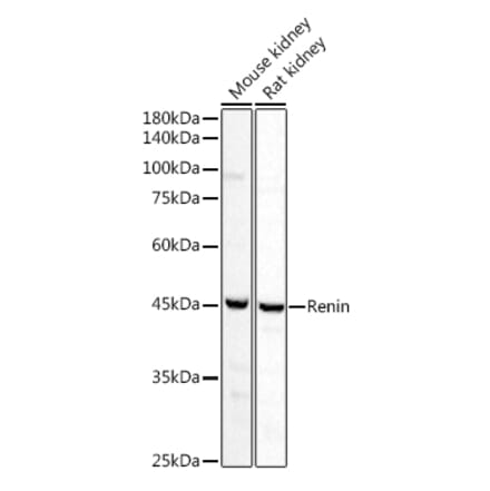 Western Blot - Anti-Renin Antibody (A8943) - Antibodies.com
