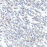 Immunohistochemistry - Anti-HLA-DRB3 Antibody (A1611) - Antibodies.com