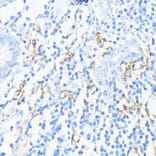 Immunohistochemistry - Anti-HLA-DRB3 Antibody (A1611) - Antibodies.com