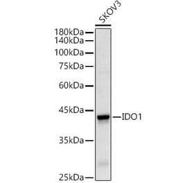 Western Blot - Anti-Indoleamine 2, 3-dioxygenase Antibody (A8946) - Antibodies.com