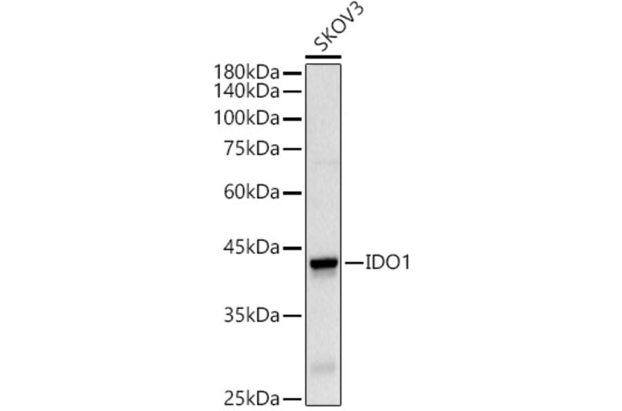 Western Blot - Anti-Indoleamine 2, 3-dioxygenase Antibody (A8946) - Antibodies.com