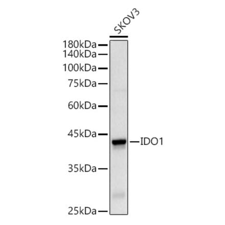 Western Blot - Anti-Indoleamine 2, 3-dioxygenase Antibody (A8946) - Antibodies.com