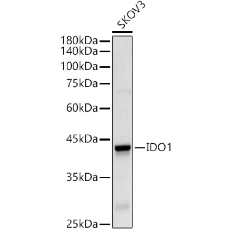 Western Blot - Anti-Indoleamine 2, 3-dioxygenase Antibody (A8946) - Antibodies.com