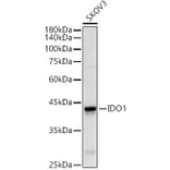 Western Blot - Anti-Indoleamine 2, 3-dioxygenase Antibody (A8946) - Antibodies.com