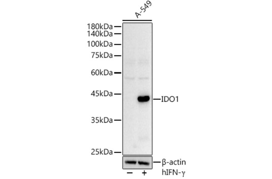 Western Blot - Anti-Indoleamine 2, 3-dioxygenase Antibody (A8946) - Antibodies.com