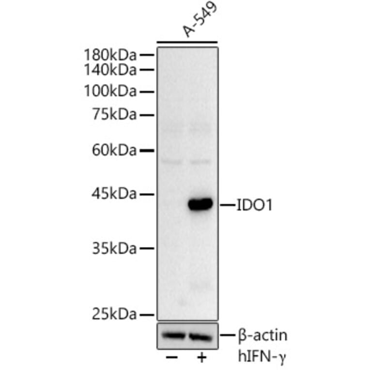 Western Blot - Anti-Indoleamine 2, 3-dioxygenase Antibody (A8946) - Antibodies.com