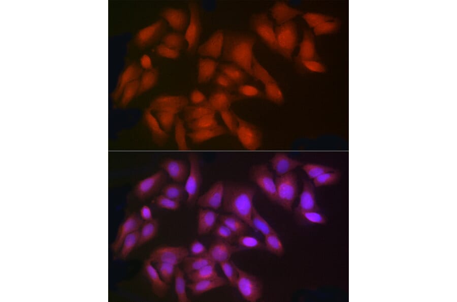 Immunofluorescence - Anti-Indoleamine 2, 3-dioxygenase Antibody (A8946) - Antibodies.com