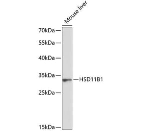Western Blot - Anti-HSD11B1 Antibody (A8948) - Antibodies.com