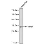 Western Blot - Anti-HSD11B1 Antibody (A8948) - Antibodies.com