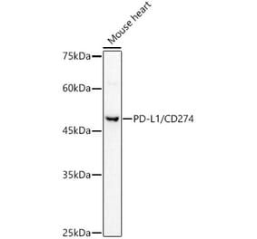 Western Blot - Anti-PD-L1 Antibody (A8949) - Antibodies.com