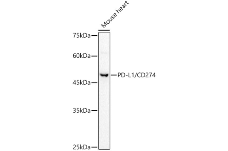 Western Blot - Anti-PD-L1 Antibody (A8949) - Antibodies.com